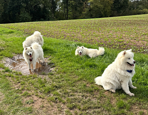 Samojeden hundewolle zum - samojeden,